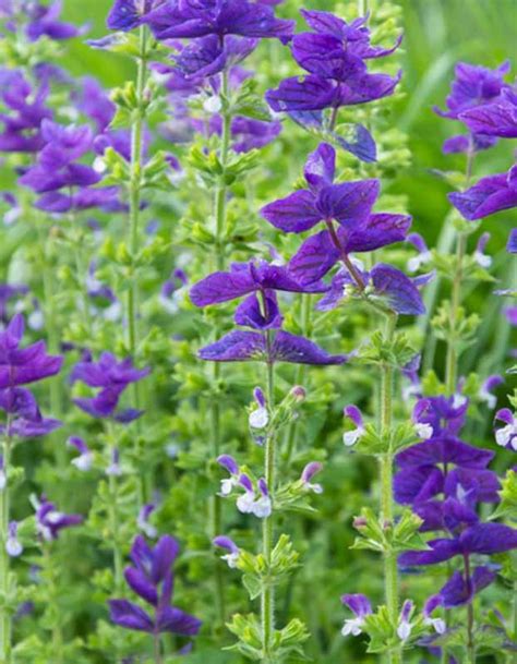 Salvia horminum 'Blue Monday' (Sage annuel)